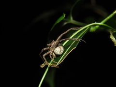Ornodolomedes
