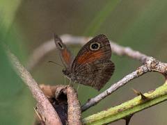 Cassionympha cassius