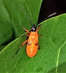 Dysdercus decussatus