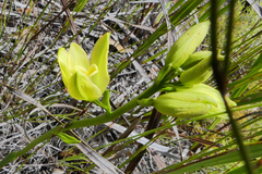 Orthochilus tabularis