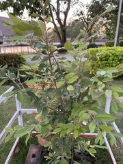 Schoutenia glomerata