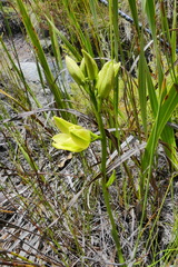 Orthochilus tabularis