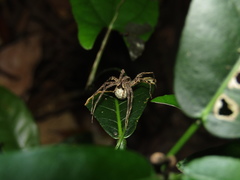Ornodolomedes