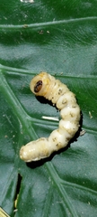 Anoplophora chinensis