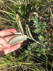 Helichrysum pannosum
