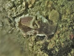 Cryptopodia laevimana