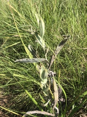 Helichrysum pannosum