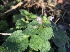 Lamium purpureum