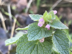 Lamium purpureum