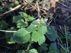Lamium purpureum