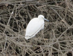 Egretta garzetta