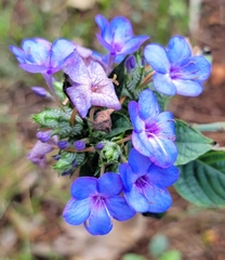 Eranthemum