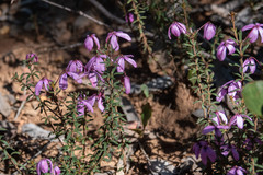 Tetratheca bauerifolia