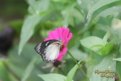 Delias belisama belisama