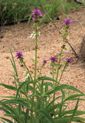 Syncolostemon bracteosus