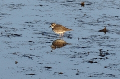 Charadrius placidus