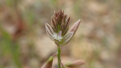 Polygala monspeliaca