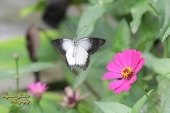 Delias belisama belisama