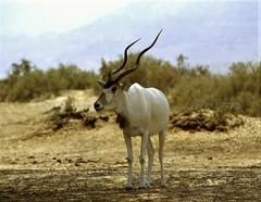 Addax