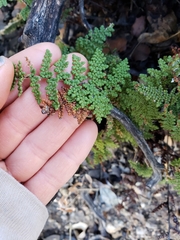 Myriopteris covillei