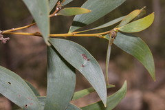 Acacia aulacocarpa
