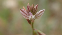 Polygala monspeliaca