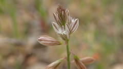 Polygala monspeliaca