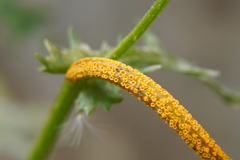Puccinia