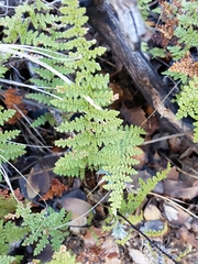 Myriopteris covillei