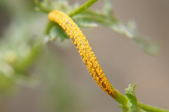 Puccinia