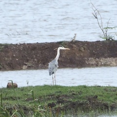 Ardea cinerea