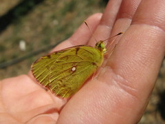 Colias erate