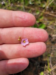 Drosera dielsiana