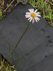 Allittia cardiocarpa