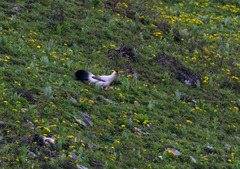 Crossoptilon crossoptilon