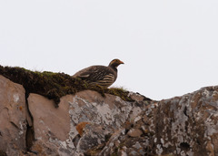 Tetraogallus tibetanus