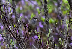 Calliope tschebaiewi