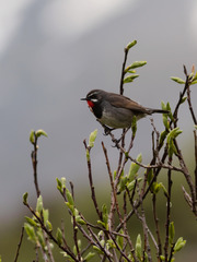 Calliope tschebaiewi