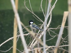 Parus minor