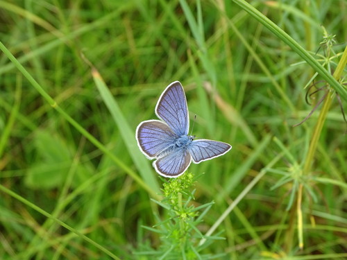 Mazarine Blue photo 3