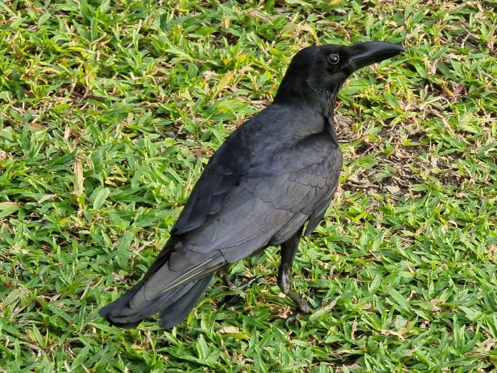 January Crow Large-billed Crow from 10900, แขวง จตุจักร เขตจตุจักร กรุงเทพมหานคร ...