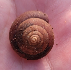 Quantula