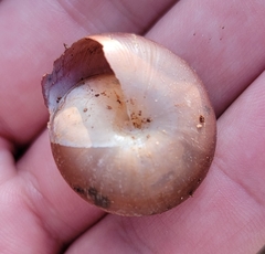 Quantula