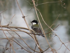 Parus minor