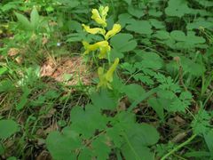 Corydalis ochotensis