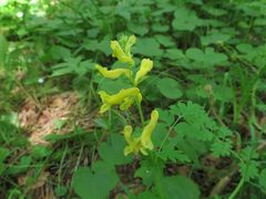 Corydalis ochotensis