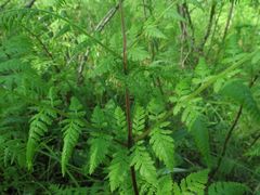 Dryopteris amurensis