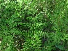 Dryopteris amurensis