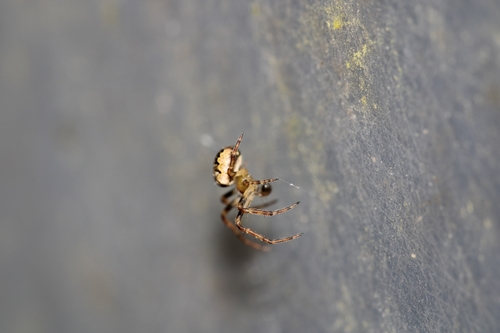 Zilla Orbweaver, Hortus Alkmaar, photo 8 of 10