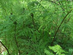Dryopteris amurensis